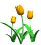Yellow tulips
